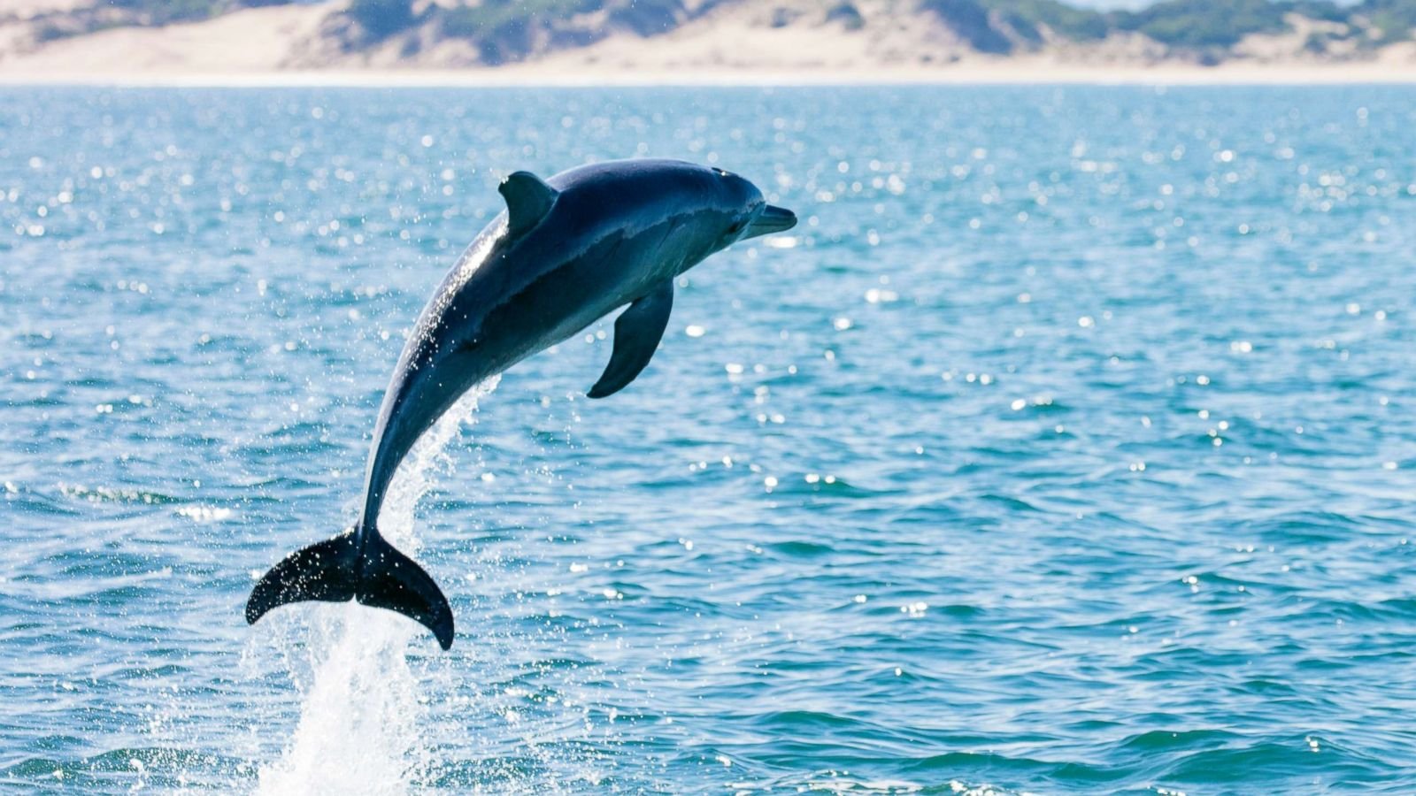 dolphin-6.jpg